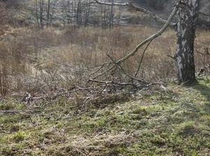 SunFeb2520070104AM_4.jpg