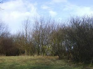 SunFeb2520070106AM_2.jpg