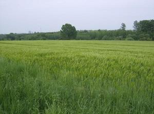 SunMay620070133AM_2.jpg