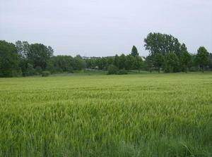SunMay620070133AM_4.jpg