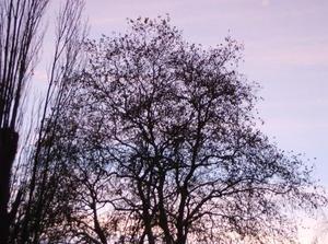 SunNov262006054137PM.jpg