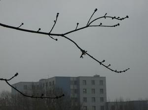 ThuDec2120061250PM_2.jpg