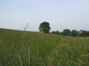 ThuJun720070334AM_2.jpg