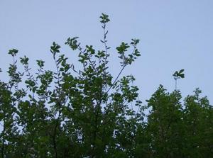 WedApr2520070336AM.jpg