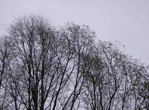 WedDec1320060459PM_2.jpg