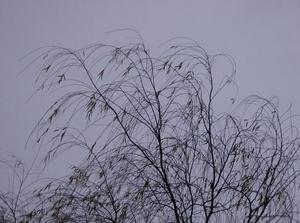 WedDec1320060459PM.jpg