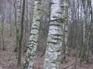 WedDec1320060503PM_2.jpg