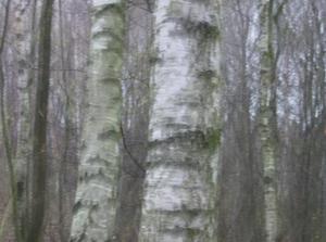 WedDec1320060503PM.jpg