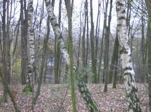 WedDec1320060504PM_2.jpg