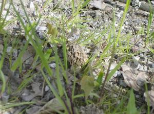SatApr720071226AM_2.jpg