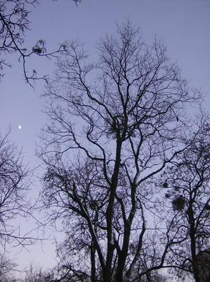 FriDec2920060344PM_2.jpg
