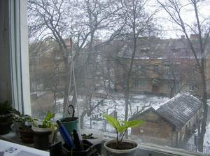ThuDec2820061039AM.jpg