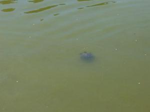 SatJul2620080422PM_3.jpg