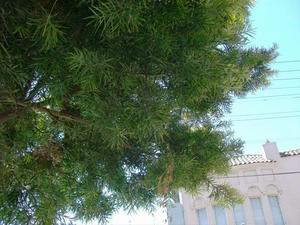 SatJul2620081112AM.jpg