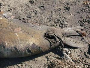 SatNov2220080137PM_4.jpg