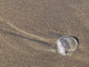 SatNov2220080218PM_2.jpg
