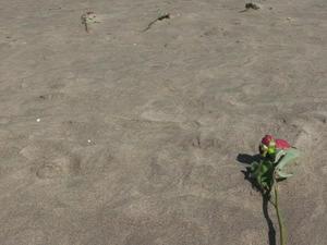 SunMar2220090406PM_2.jpg