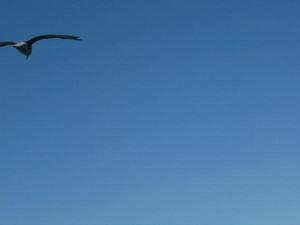 SunNov920081028AM_5.jpg