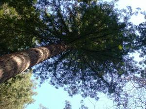 SunOct1920081116AM.jpg