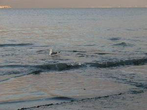 ThuNov2720080525PM_3.jpg