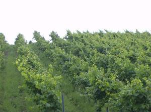 WedJul420071127AM_3.jpg