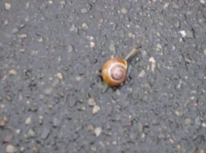 HPIM0405.jpg