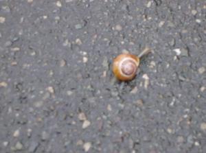 HPIM0406.jpg